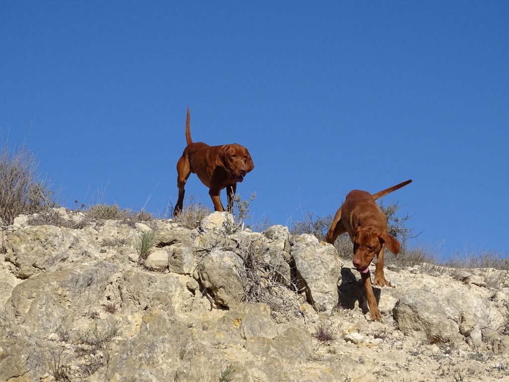 Teo y Apollon