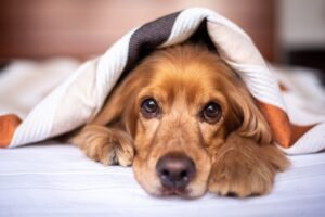 Curas y cuidados de tu perro
