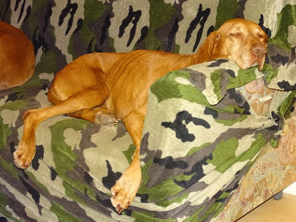 Freyja durmiendo en el sofa