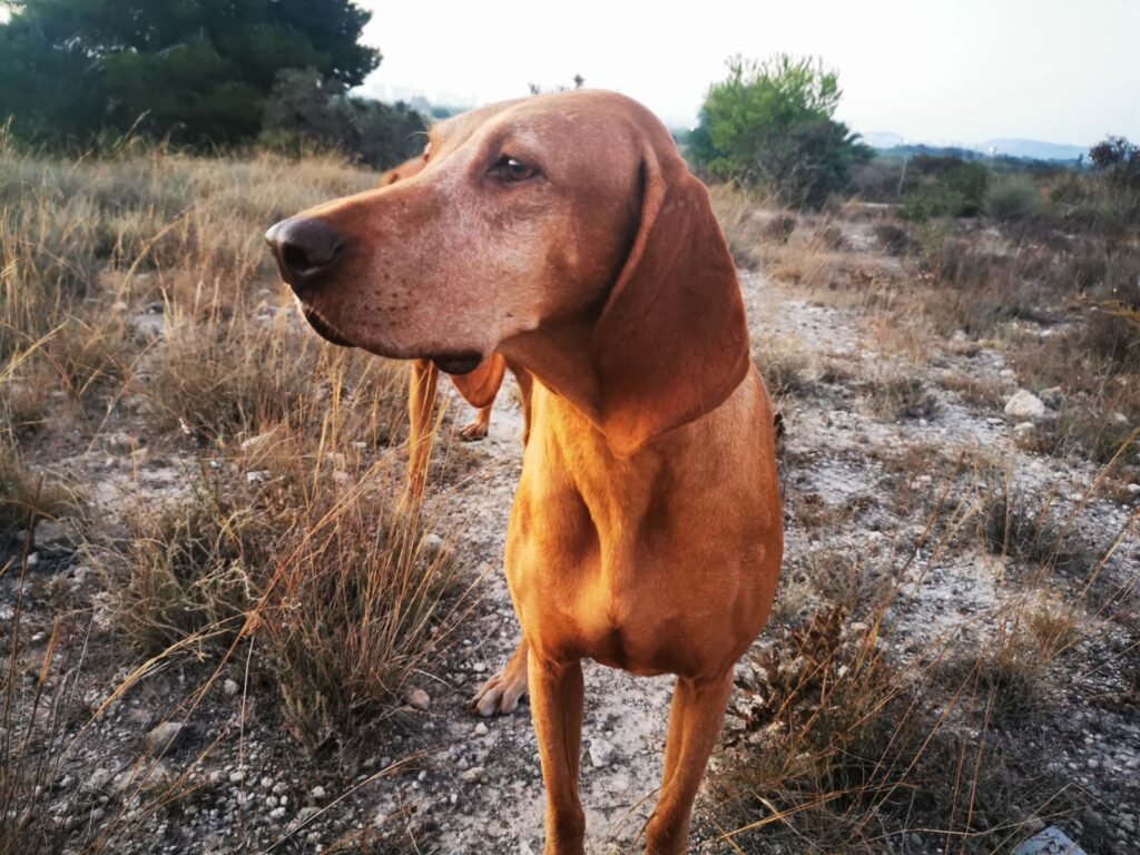 Freyja el braco húngaro en el campo