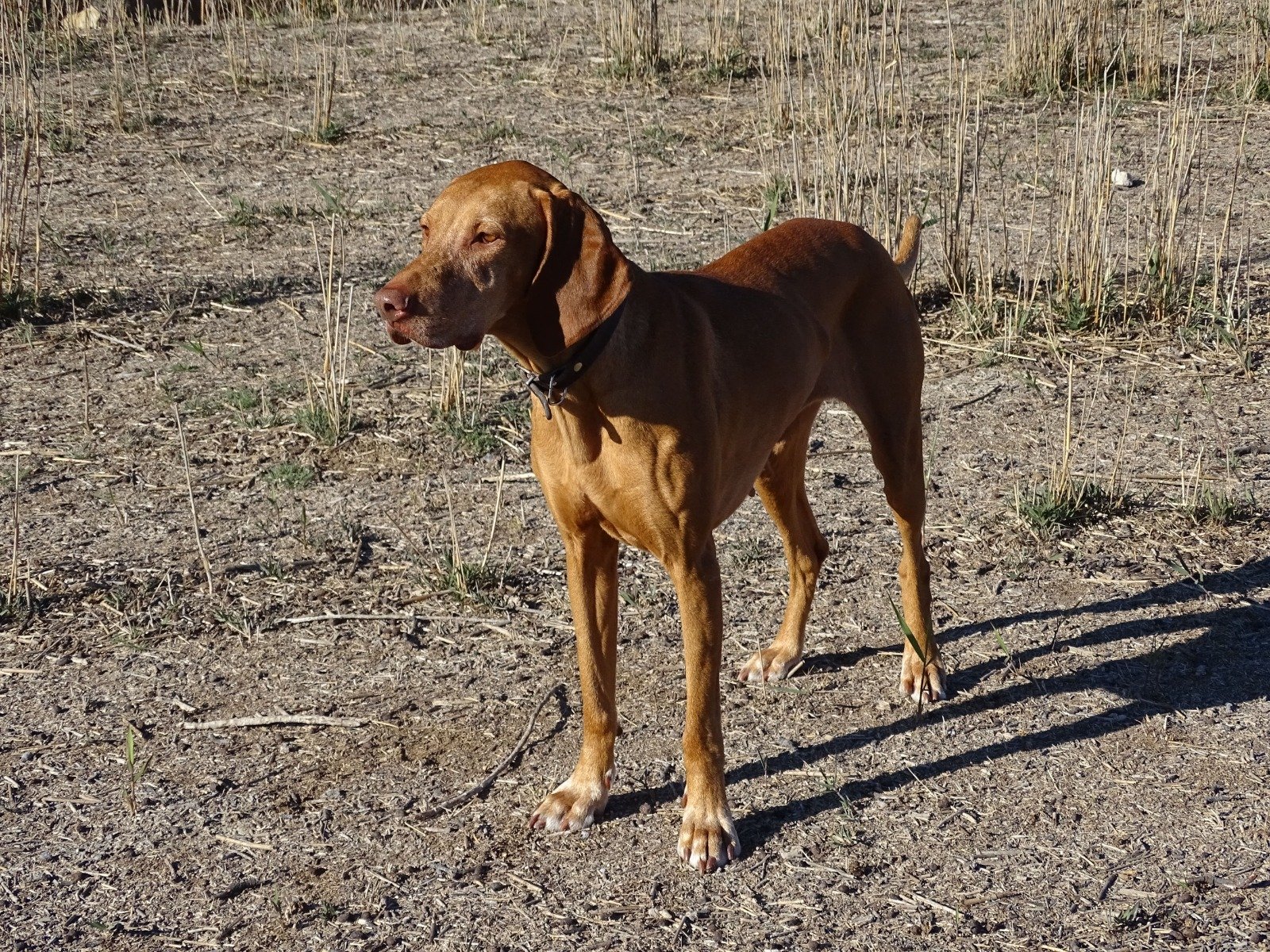 Freyja, braco húngaro