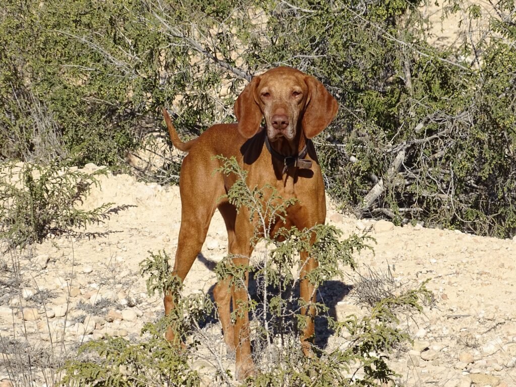 Saki, el braco húngaro en el monte