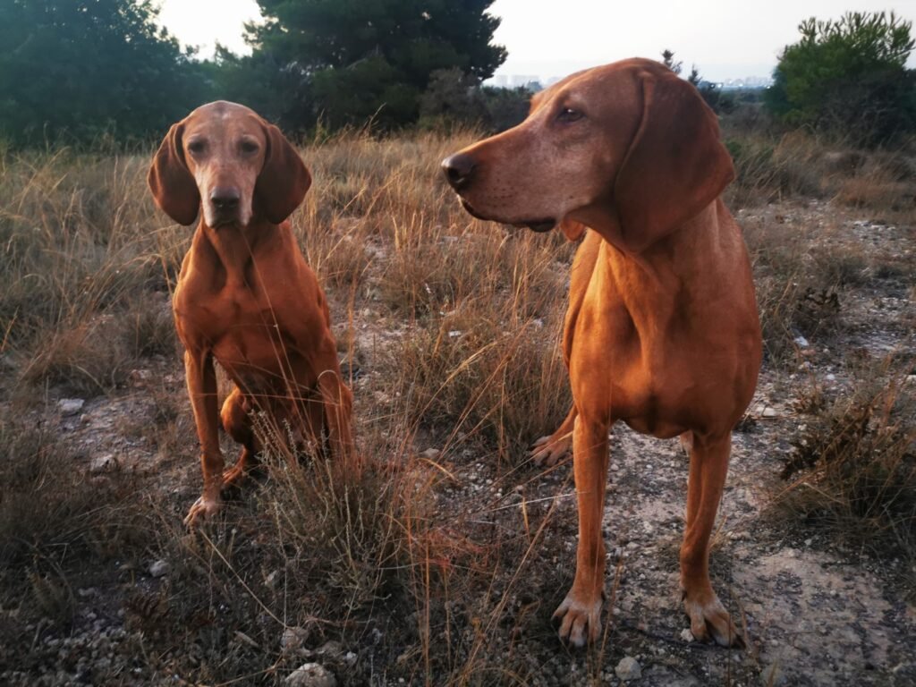 Freyja y Saki en el campo