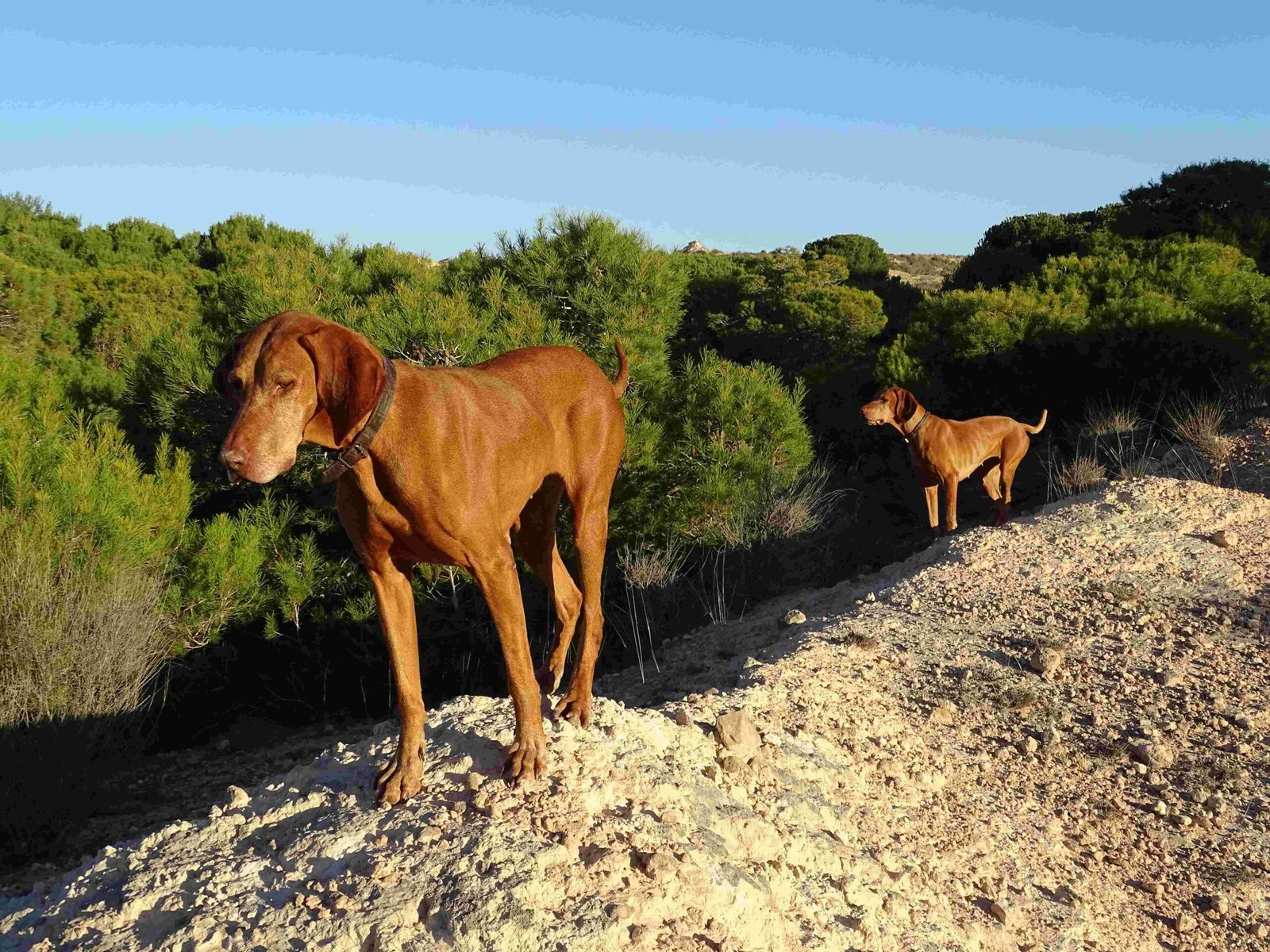 Saki y Freyja en el monte