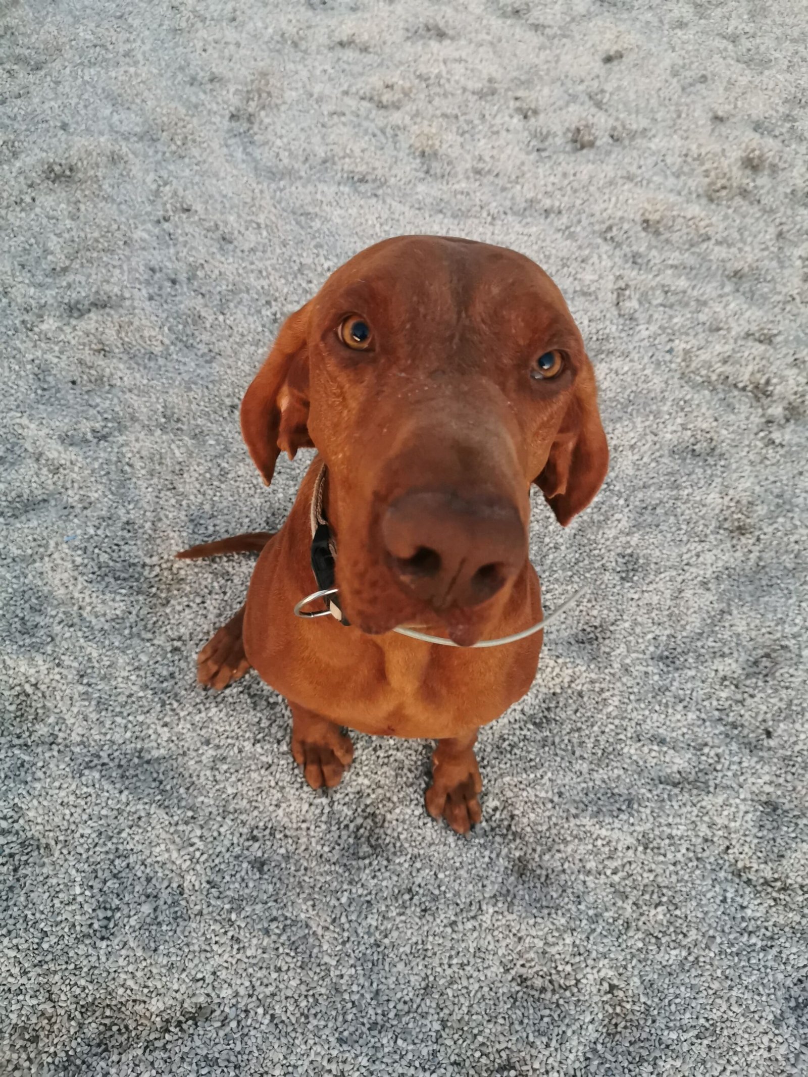 Teo, el braco húngaro