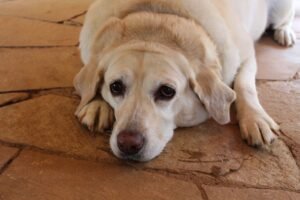 causas de obesidad y sobre peso en mascotas