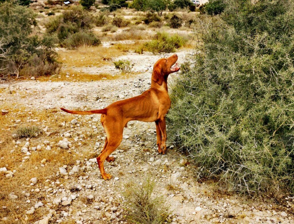 Apollon cazando