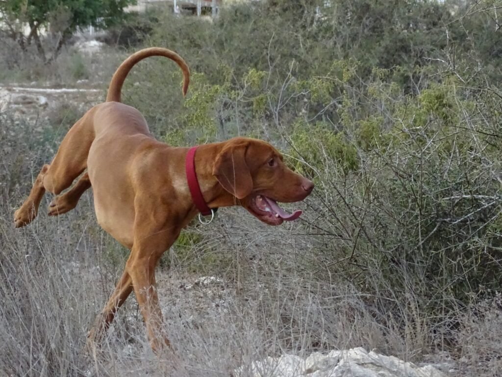 Apollon corriendo
