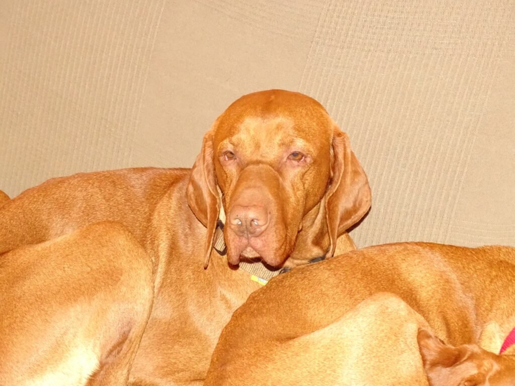 Apollon en casa