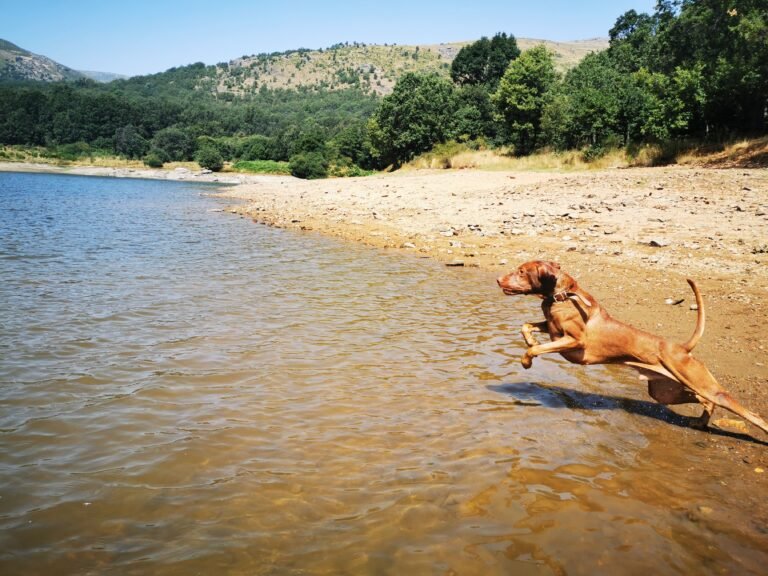 Apollon en el lago