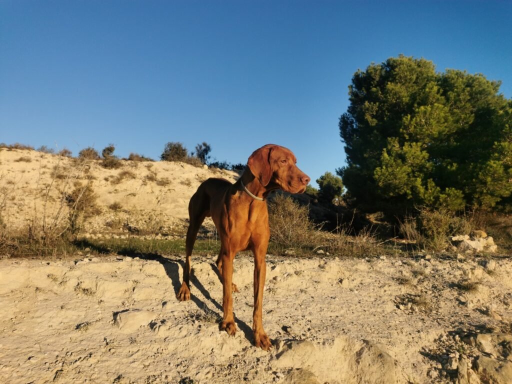 Apollon en el monte