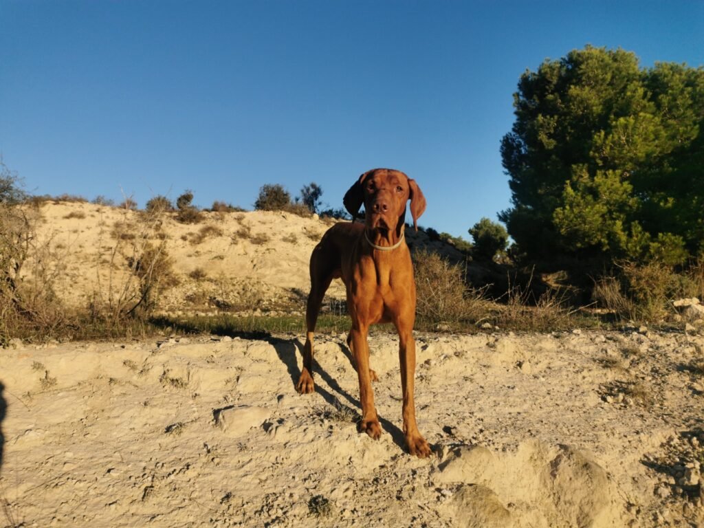 Apollon en el monte en Alicante
