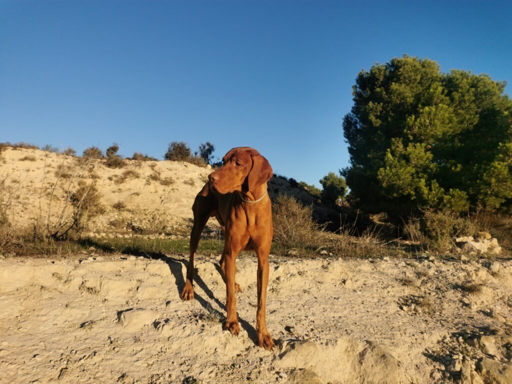 Apollon en el monte en Alicante
