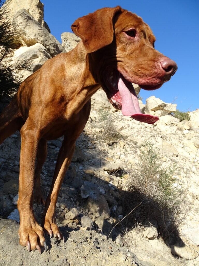 Apollon en el monte