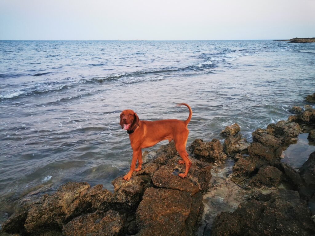Apollon en la playa