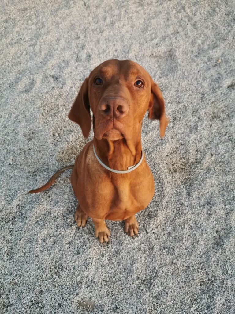 Apollon que mira