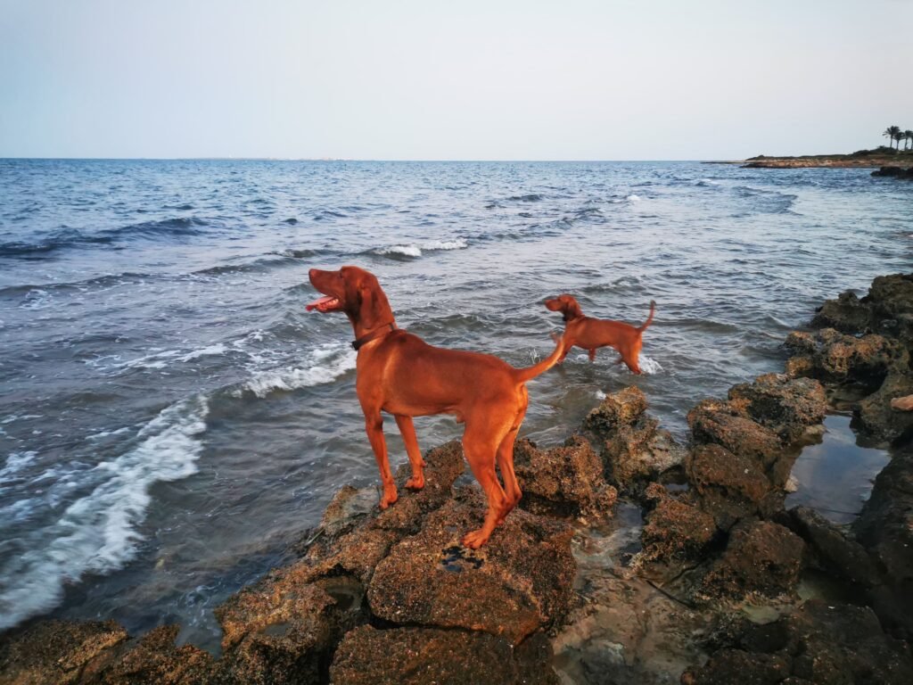 Apollon y Brigantina en la playa