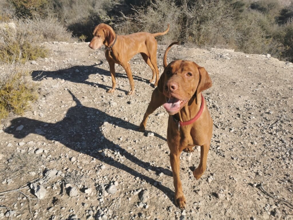 Apollon y Saki