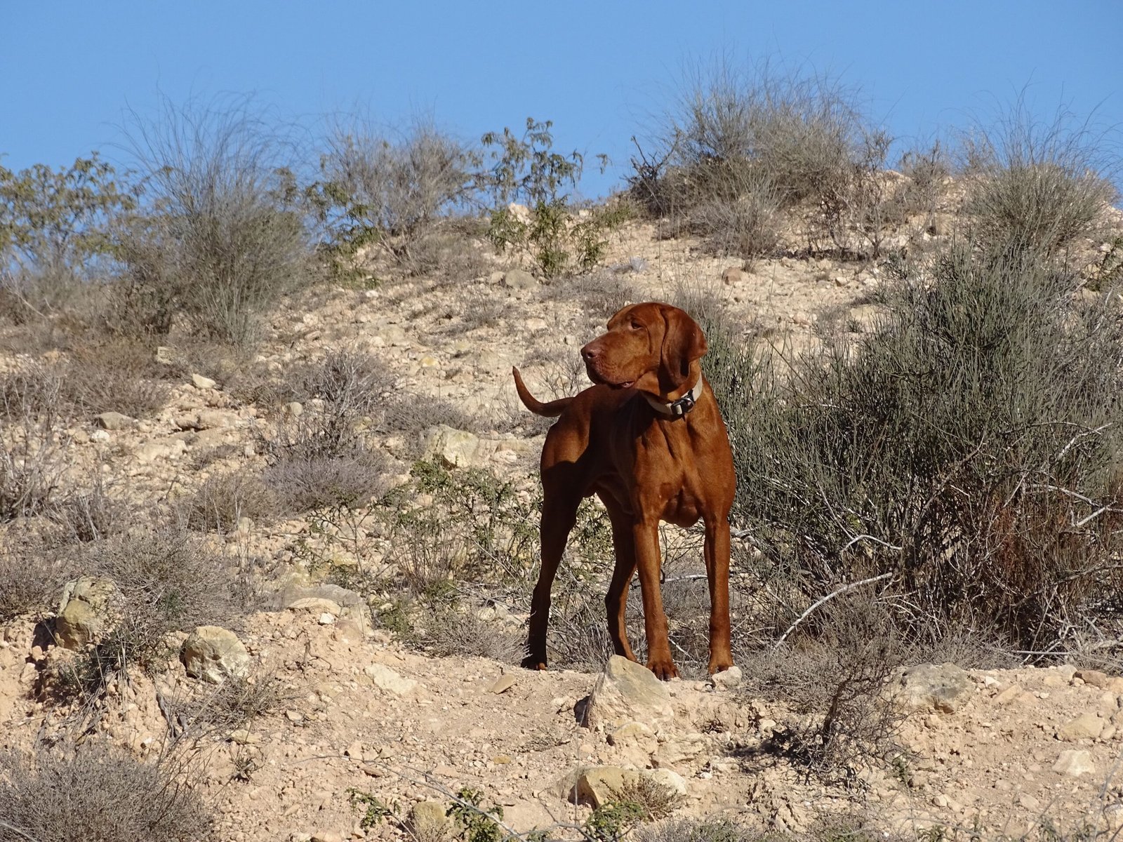 Teo en el monte