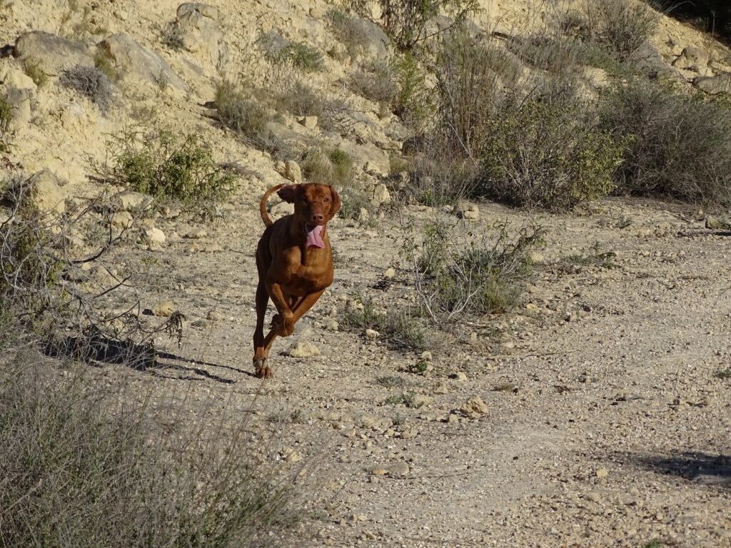 Apollon corriendo en el campo