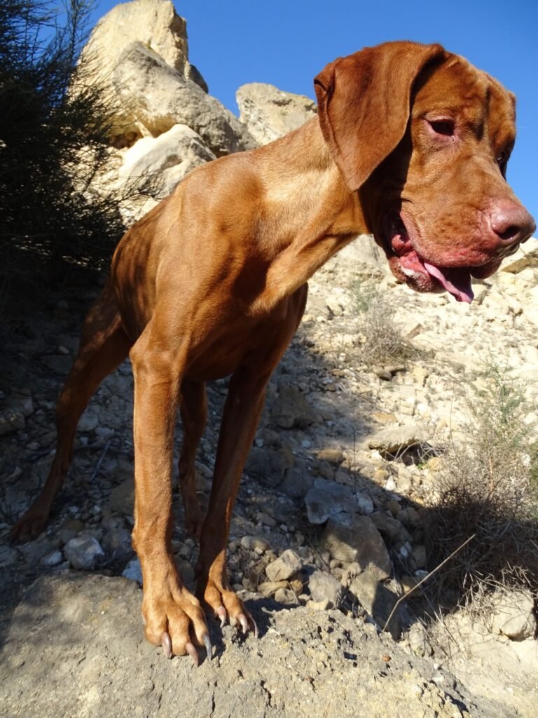 Apollon