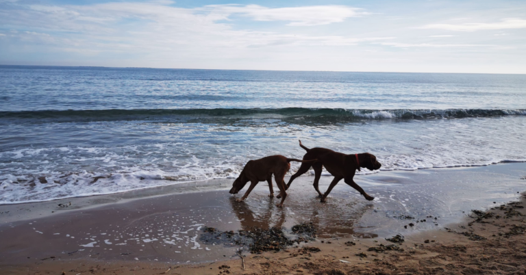 Playas para perros en Alicante