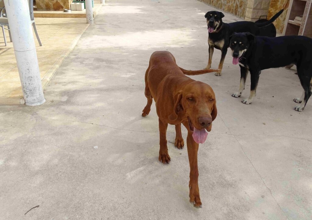 Teo el braco húngaro, Hopper y Nana