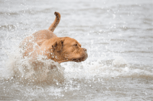Beneficios y peligros del agua marina para el perro