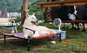 proteger a tu perro del sol y el calor