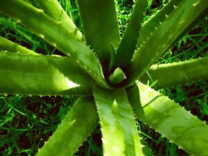 aloe planta tóxica para mascotas