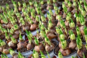 bulbos tóxico para los perros