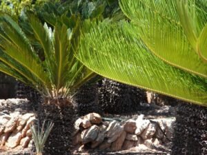 cica planta tóxica para perros