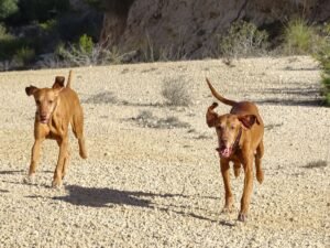 cuidado de tu perro