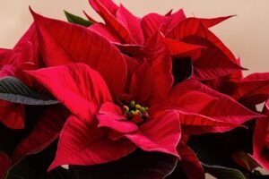 Flor de pascua tóxica para perros