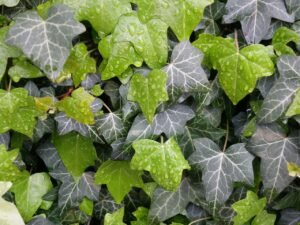 Hiedra planta tóxica para perros