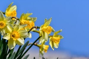 narciso flor tóxica para perros
