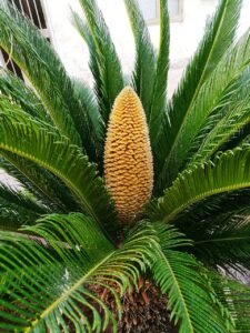 Falsa palmera planta tóxica para perros