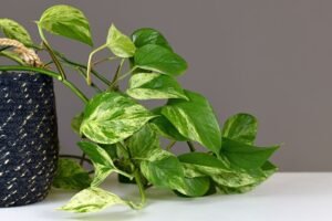 poto planta tóxica para perros