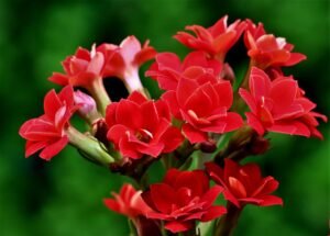 flor tóxica para perros