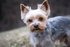 perro pequeño o toy