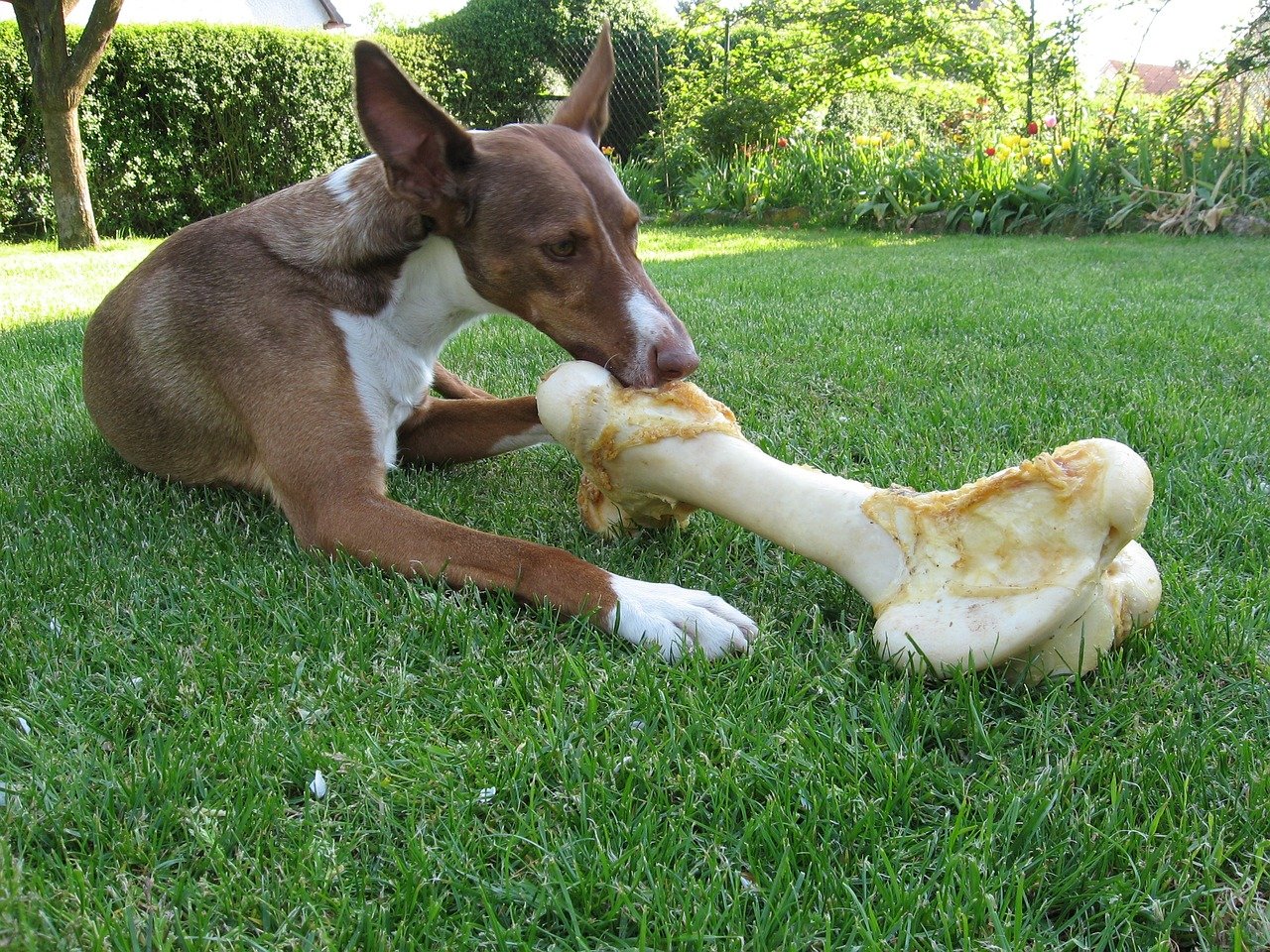 alimentación barf para perros