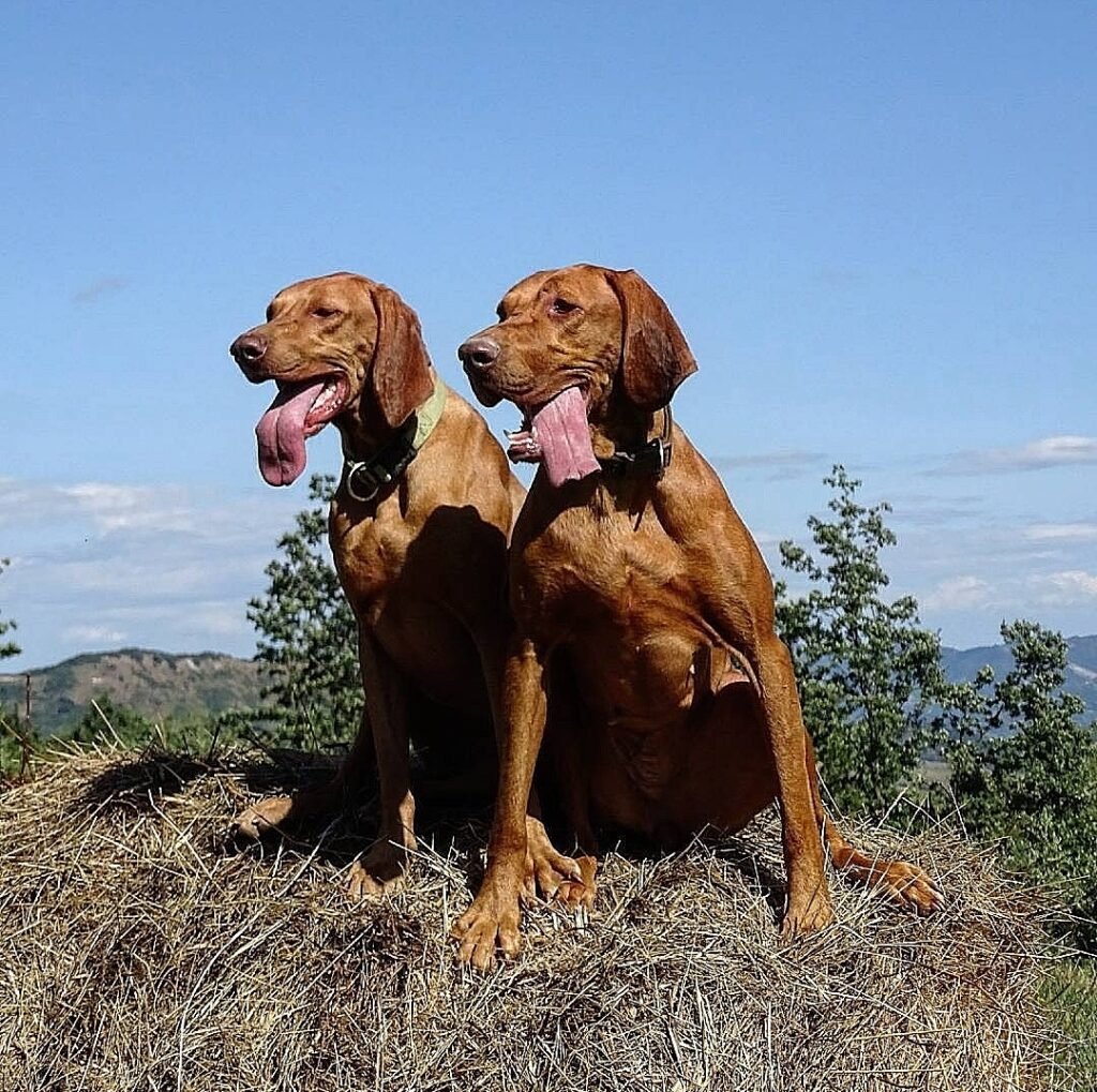 Freyja y Ljuba