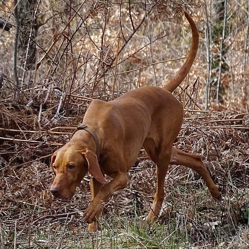 Ljuba