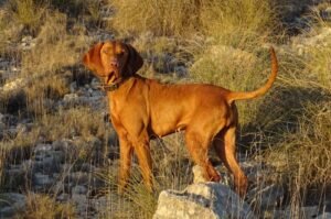 Vizsla Braco Húngaro