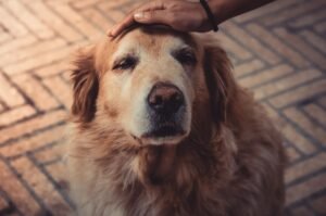 cuidados de tu perro