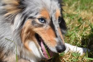 porqué los perros comen hierba