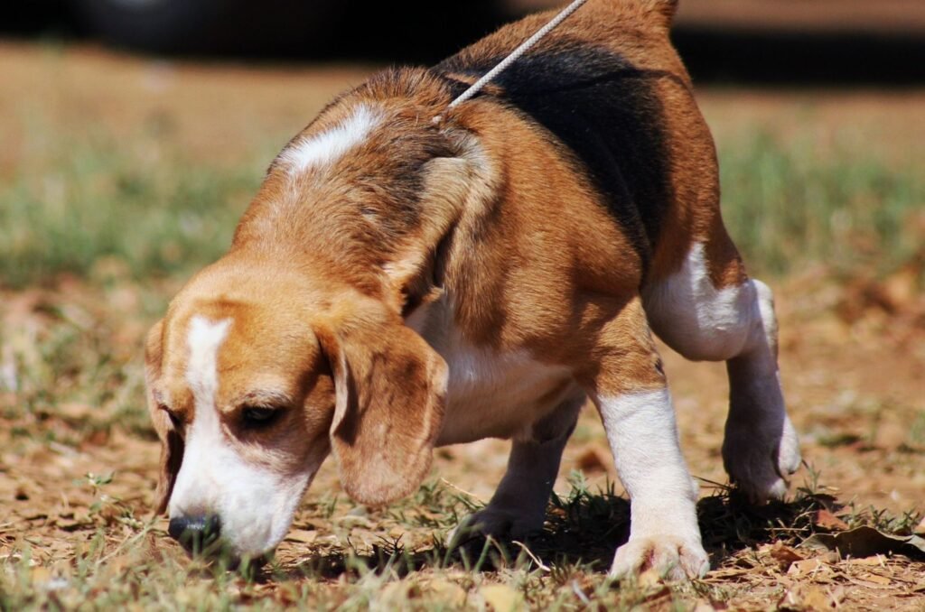 como evitar que el perro tenga contacto con la procesionaria