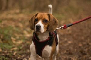 collares y arneses para perros