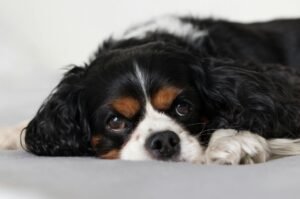 como relajar a tu perro