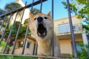 Por qué ladran los perros